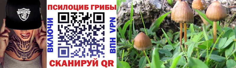 Галлюциногенные грибы мицелий  shop клад  Светлогорск 
